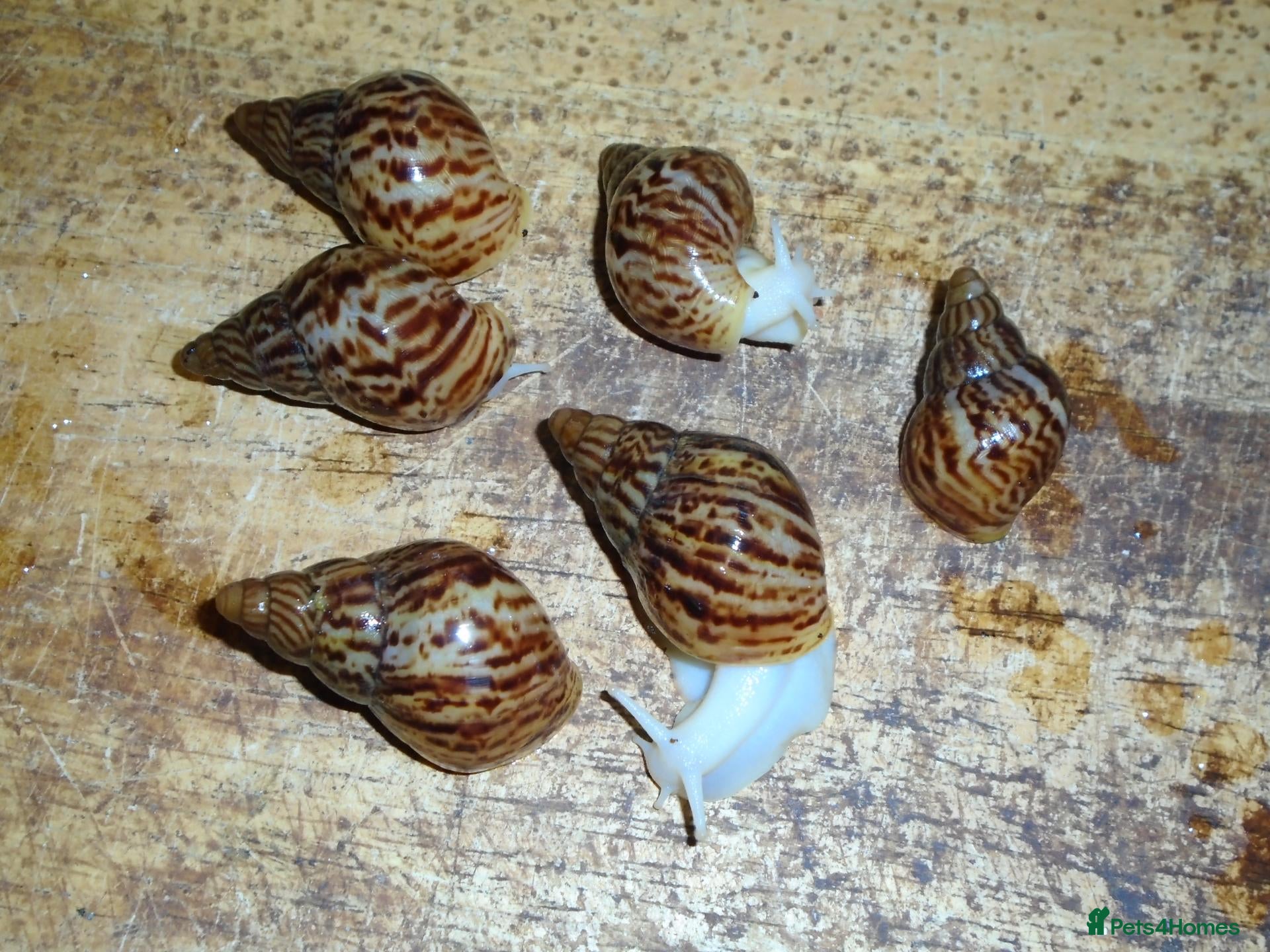 Snails invertebrates RETIC GIANT AFRICAN LAND SNAILS - Advert 1