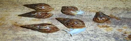 Snails invertebrates for sale: RETIC GIANT AFRICAN LAND SNAILS - Advert 1