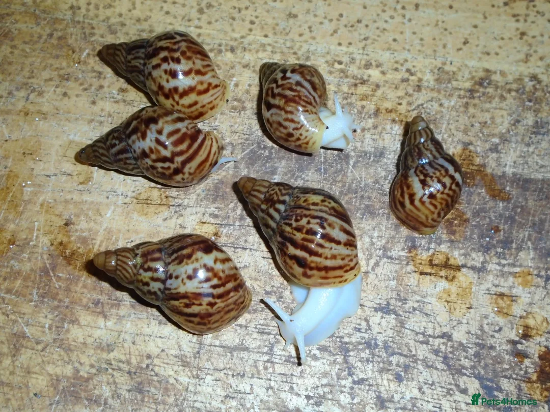 Snails invertebrates for sale: RETIC GIANT AFRICAN LAND SNAILS - Advert 1