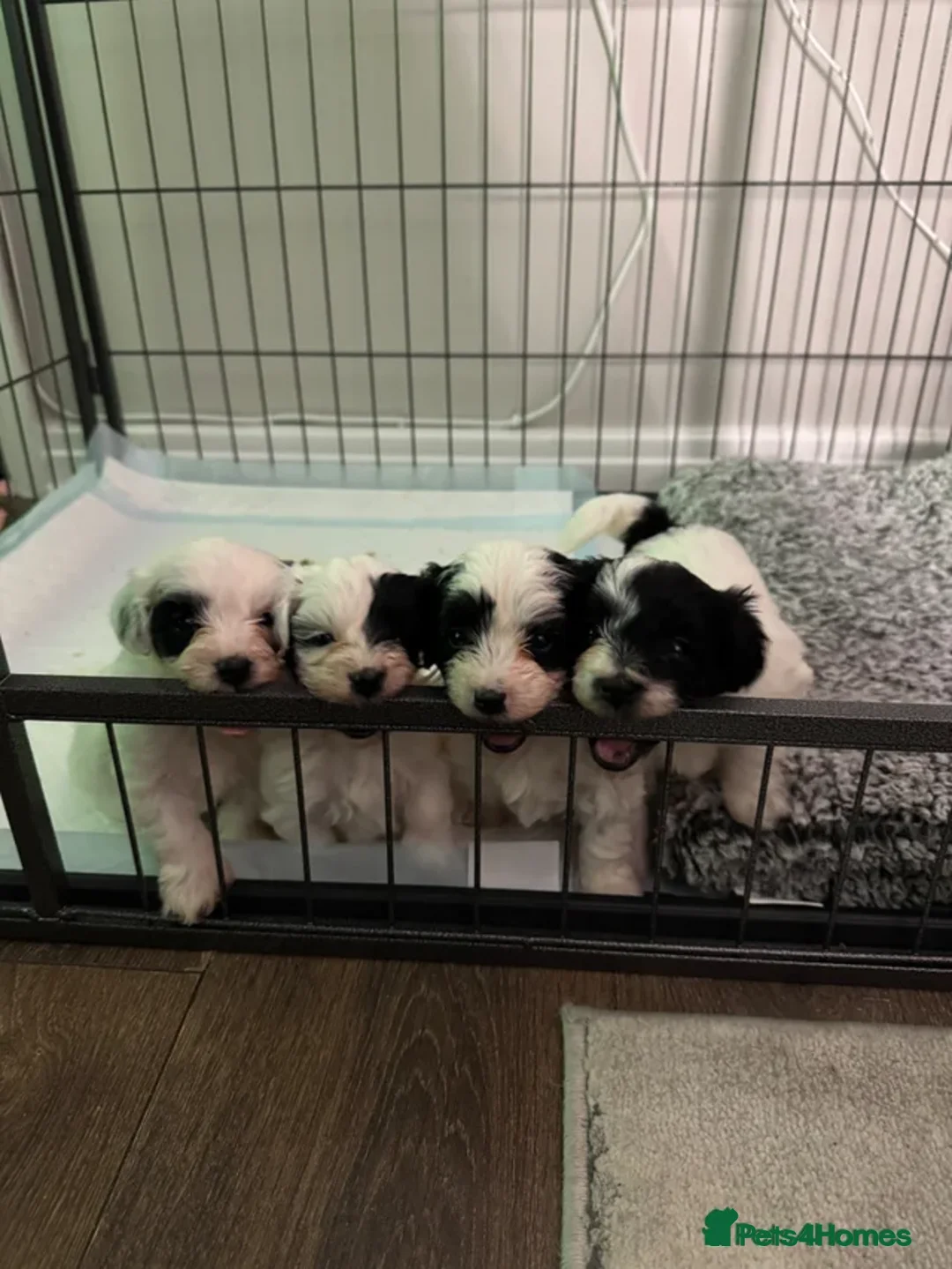 Maltipoo dogs for sale: 4 gorgeous Maltipoo pups for sale. Ready to leave - Advert 2
