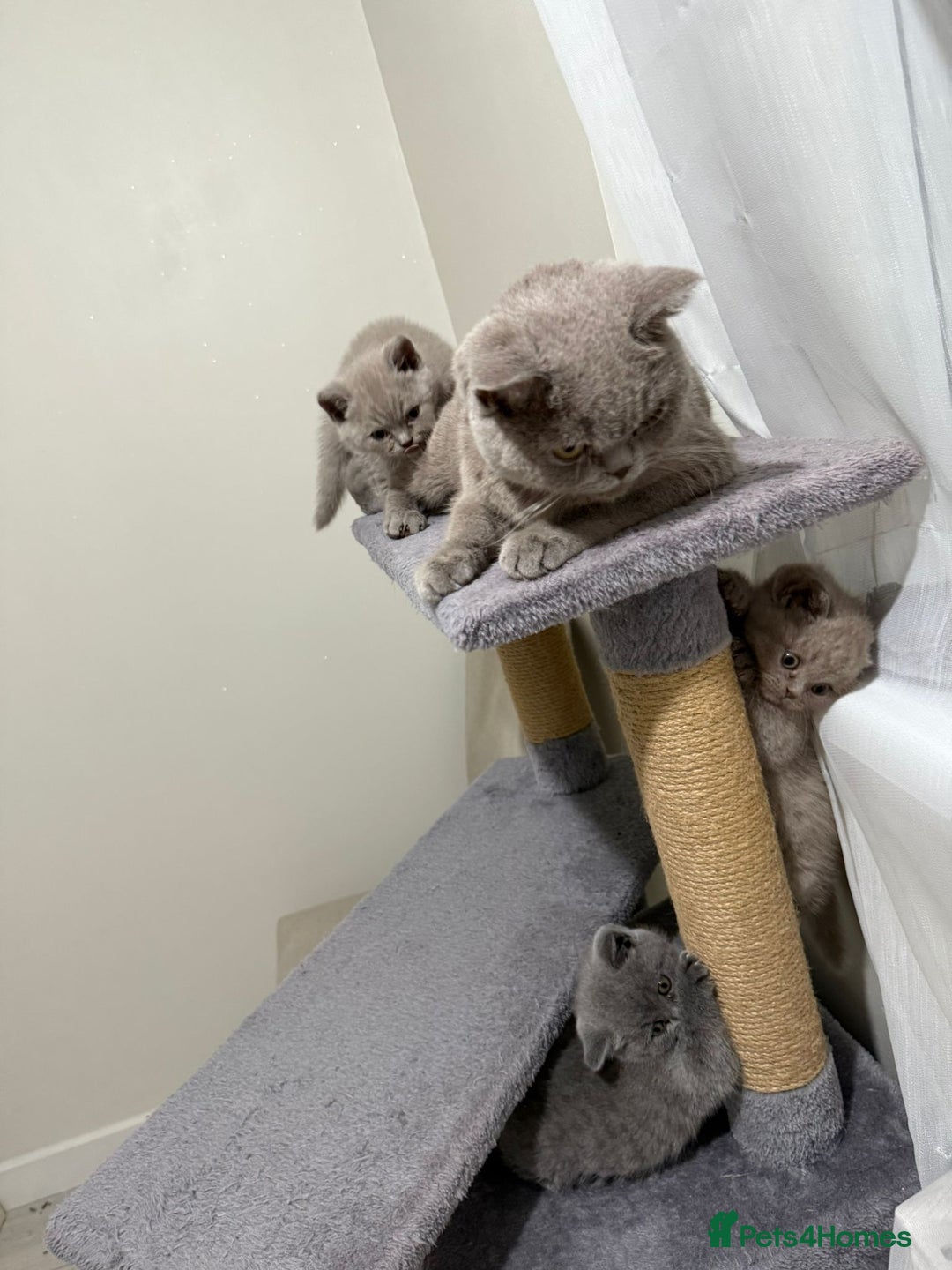 British Shorthair cats for sale: British shorthair kitten - Advert 16