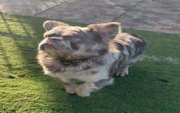 French Bulldog dogs for sale: Fabulous male fluffy frenchie 1.5 years old - Image 16