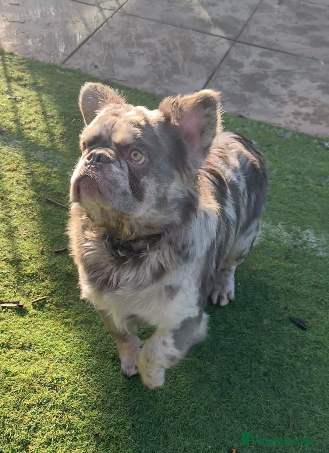 French Bulldog dogs for sale: Fabulous male fluffy frenchie 1.5 years old - Image 16