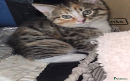 Persian cats for sale: Bundles of joy - Image 6