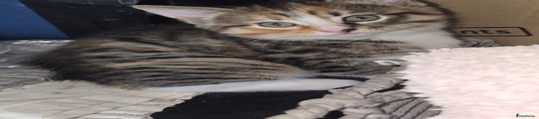 Persian Kitten 4