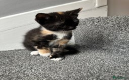 Mixed Breed cats for sale: Calico Female looking for home  - Image 2