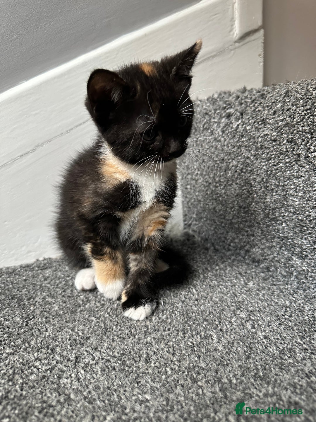 Mixed Breed cats for sale: Calico Female looking for home  - Image 2