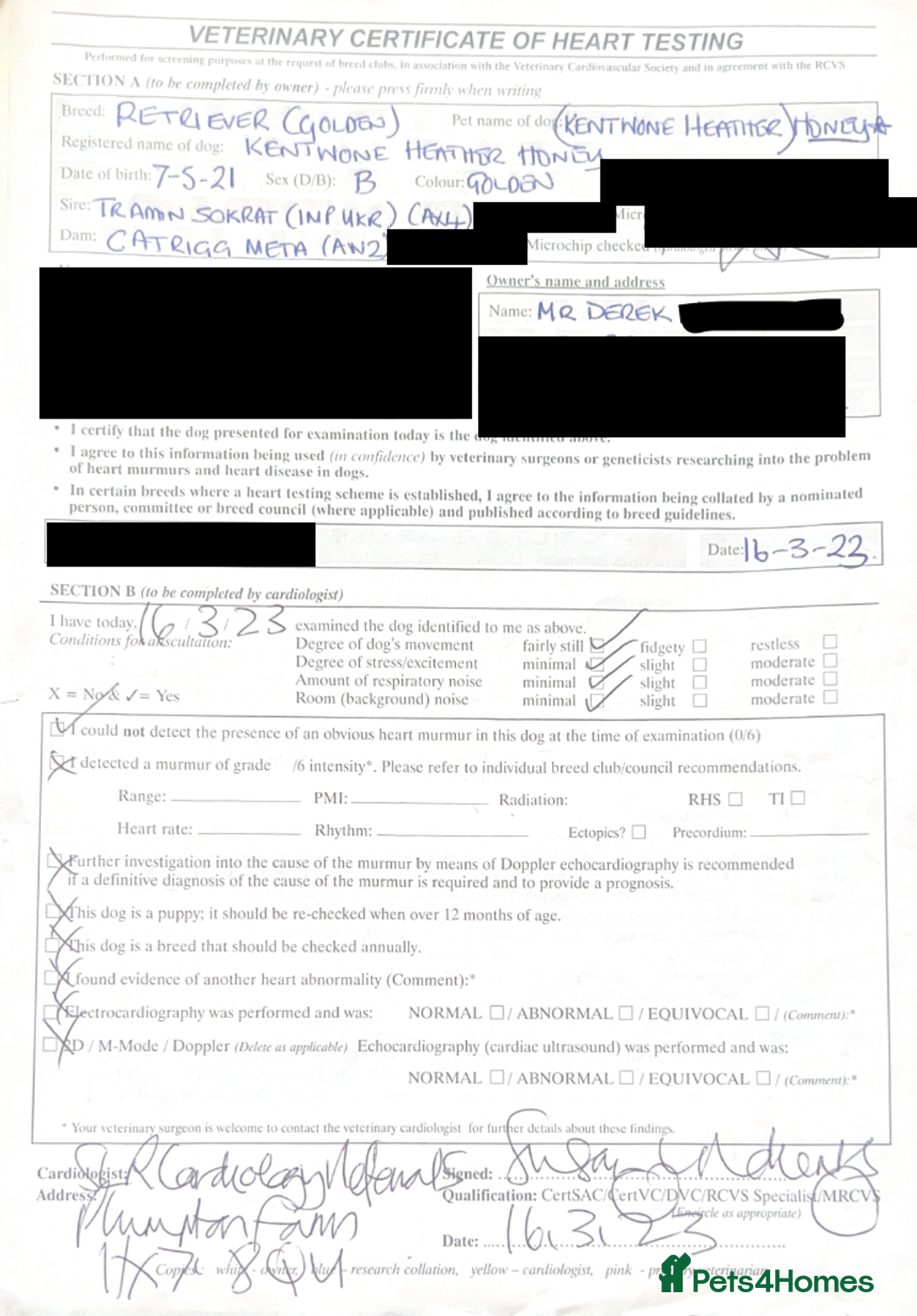 Golden Retriever dogs for sale: KC Dark Golden Retrievers 🧬 Health Tested Parents - Advert 13