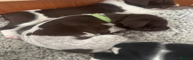 German Shorthaired Pointer Puppy 4