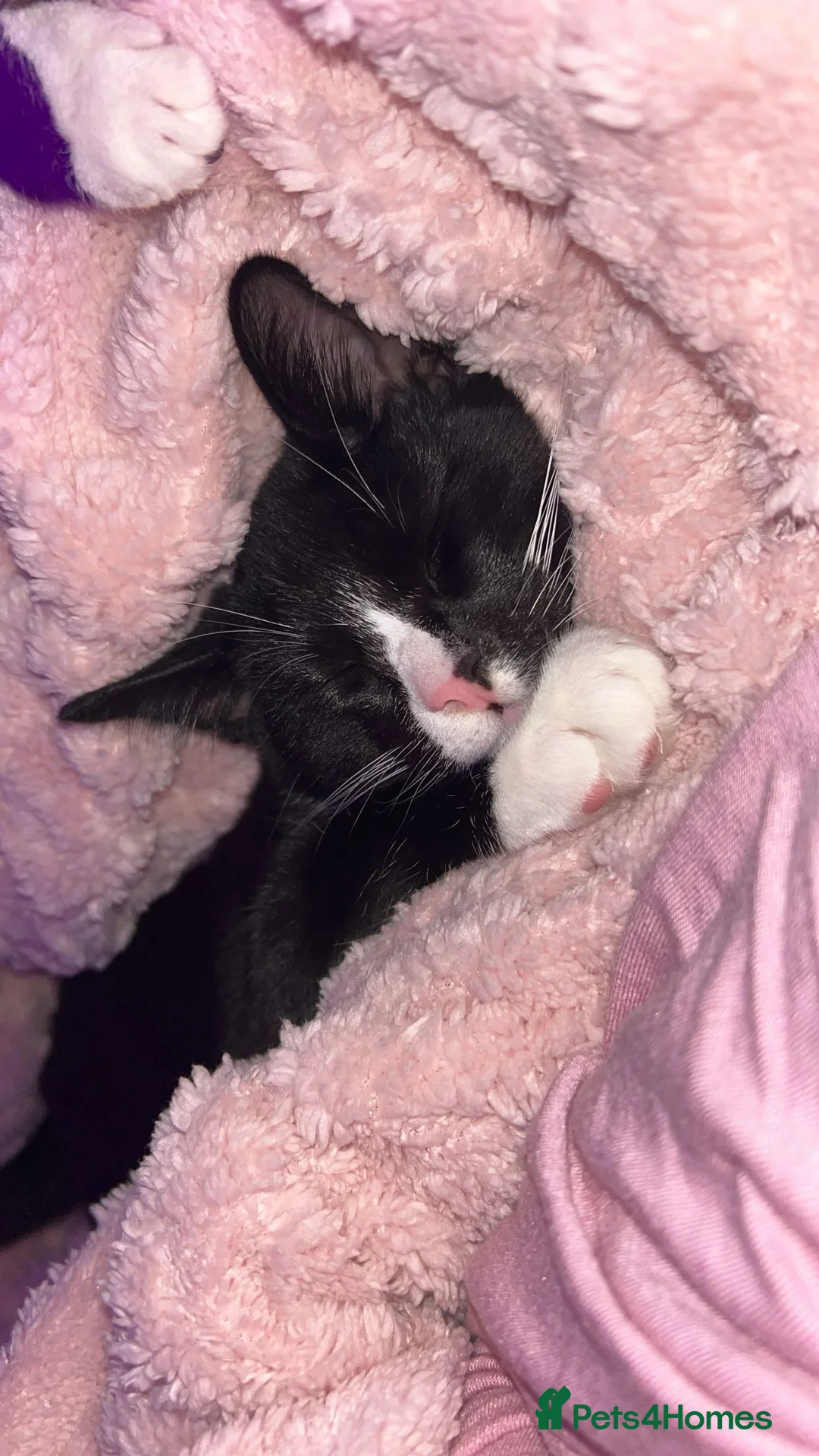 Mixed Breed cats for sale: 2 precious boy kittens  - Advert 11