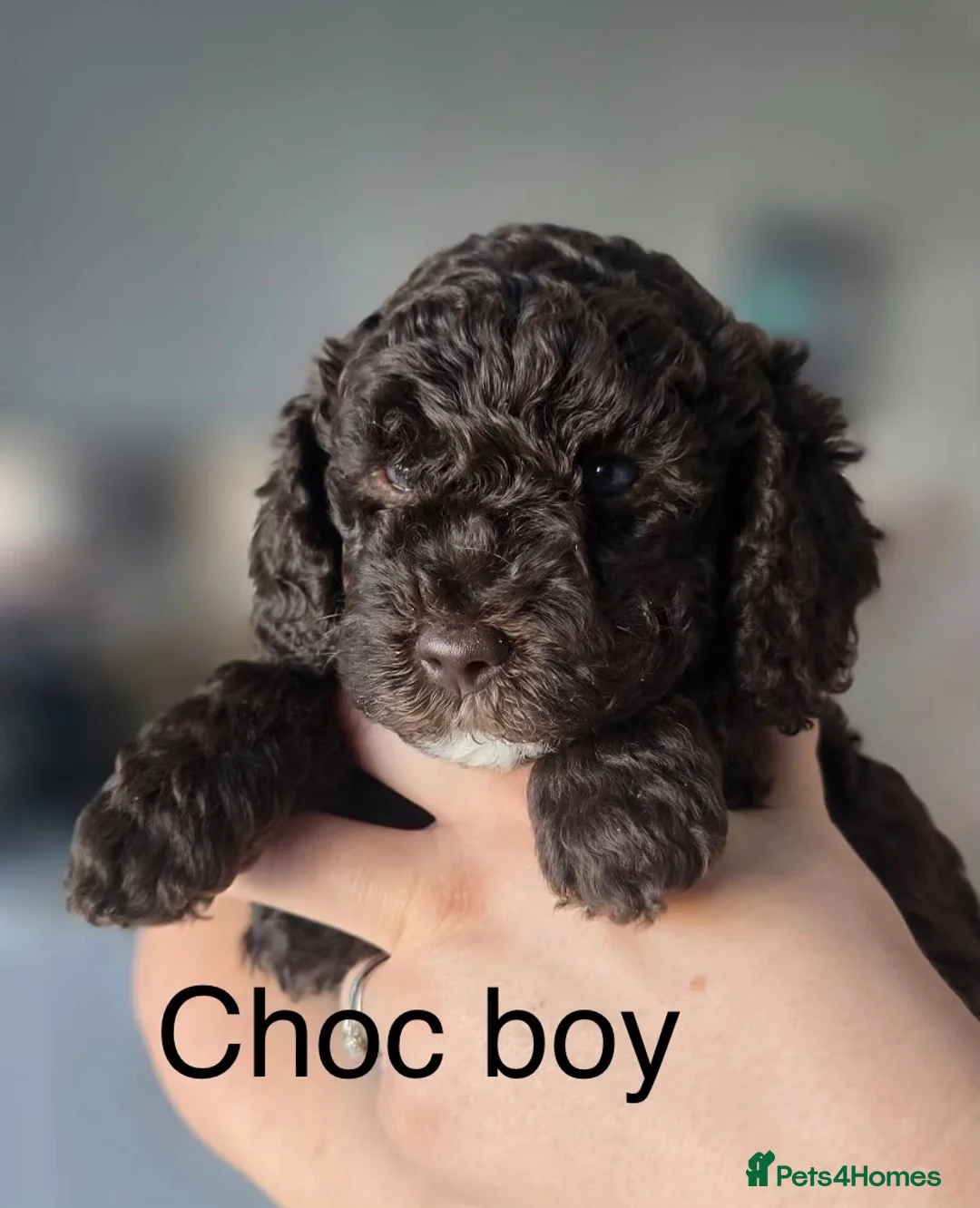 Labradoodle dogs for sale: Beautiful labradoodle puppies! - Advert 15