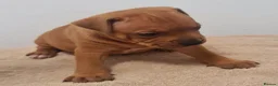 Staffordshire Bull Terrier dogs for sale: Red staffy puppys  - Advert 19
