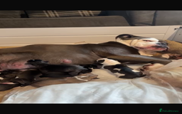 Mixed Breed dogs for sale: Bulldog mastiff mix girl - Image 2