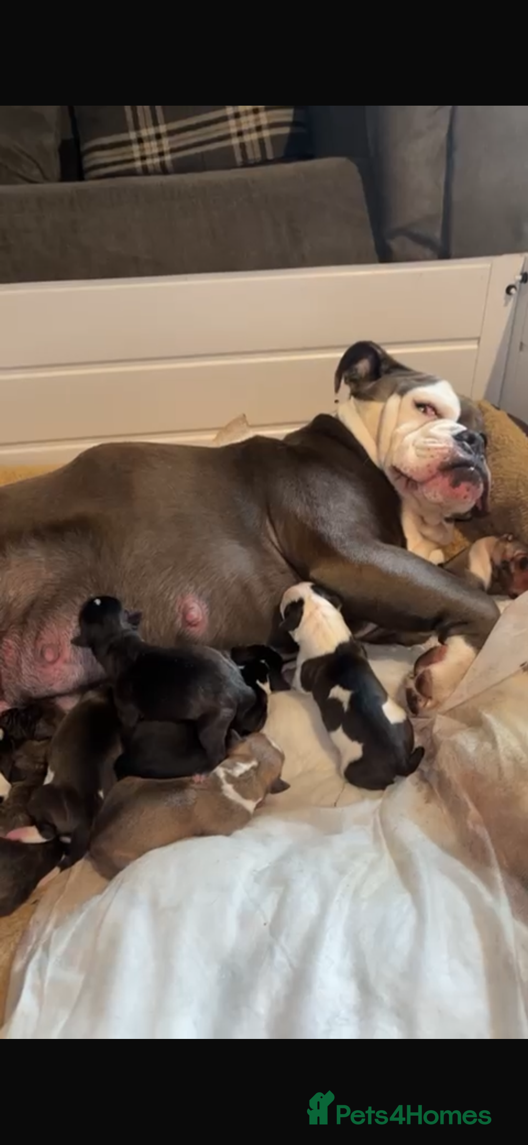 Mixed Breed dogs for sale: Bulldog mastiff mix girl - Image 2