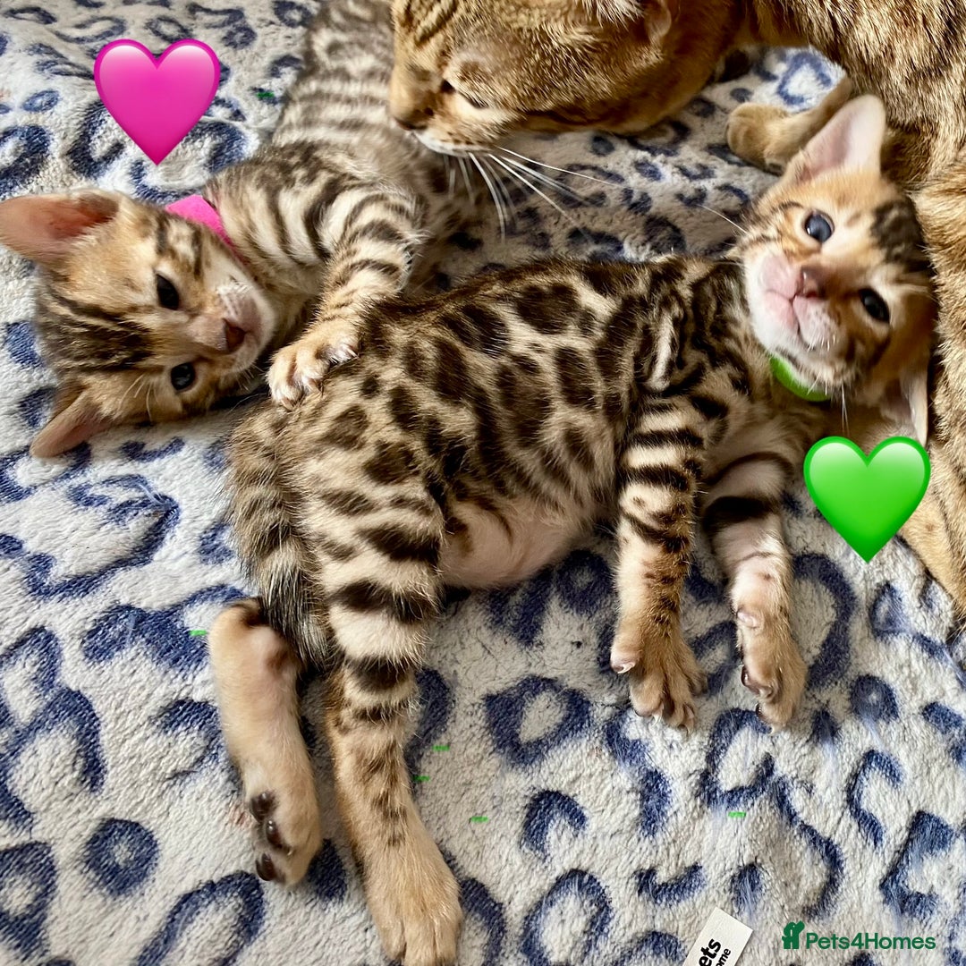 Bengal cats for sale: ⭐️ 1 LEFT!! - STUNNING TICA REG BENGAL CUBS ⭐️ - Image 21