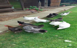 Chickens poultry for sale: Pure Breed Point of lay hens - Image 2