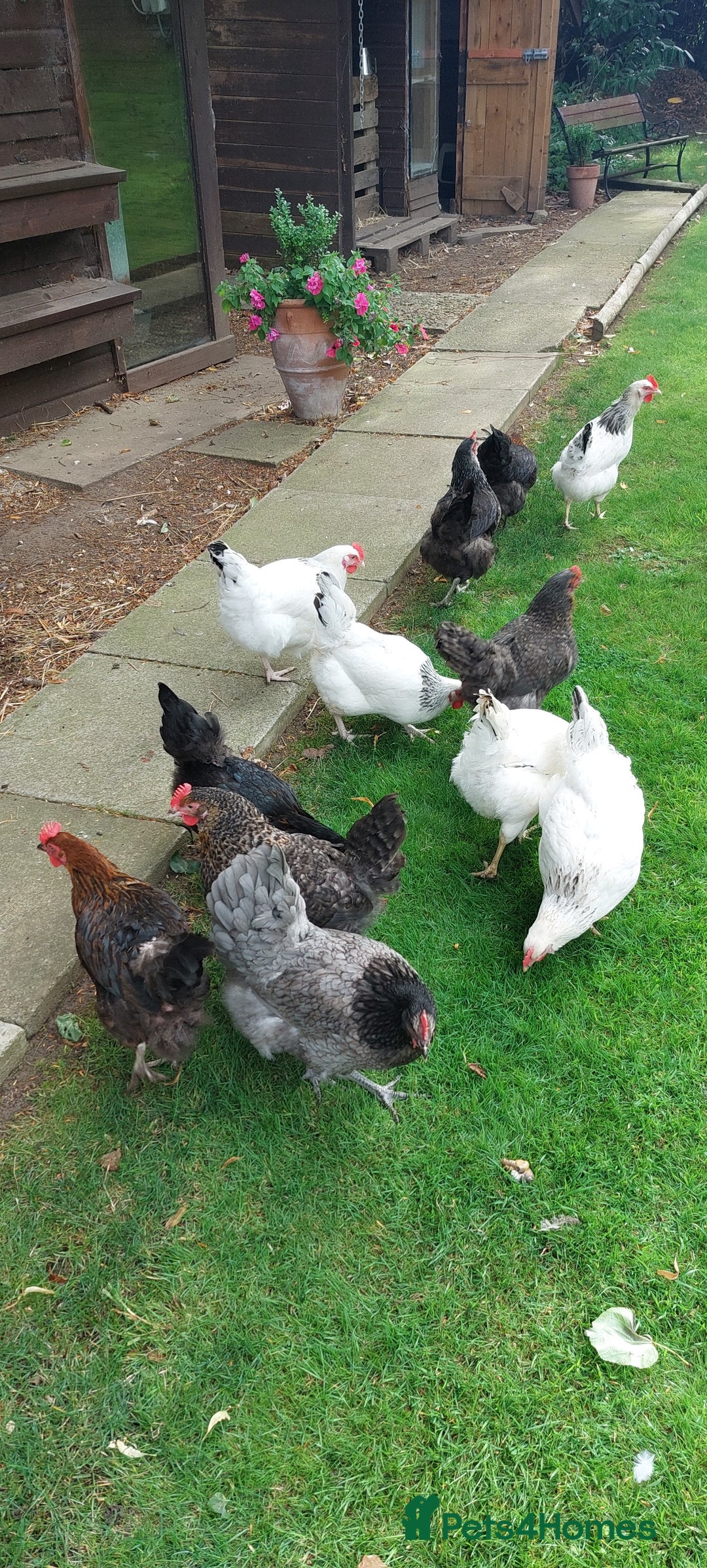 Chickens poultry for sale: Pure Breed Point of lay hens - Image 2