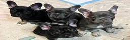 French Bulldog dogs for sale: Beautiful littler of KC French Bulldog Puppies. - Advert 7