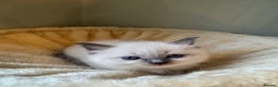 Ragdoll cats for sale: Pure bred blue & lilac point Ragdoll kittens  - Advert 20