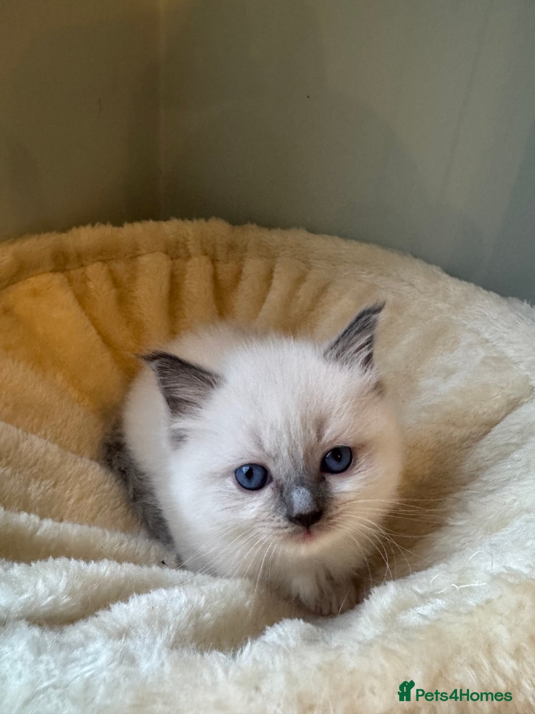 Ragdoll cats for sale: Pure bred blue & lilac point Ragdoll kittens  - Advert 20
