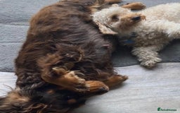 Cockapoo dogs for sale: 8 gorgeous Cockapoos  - Image 22