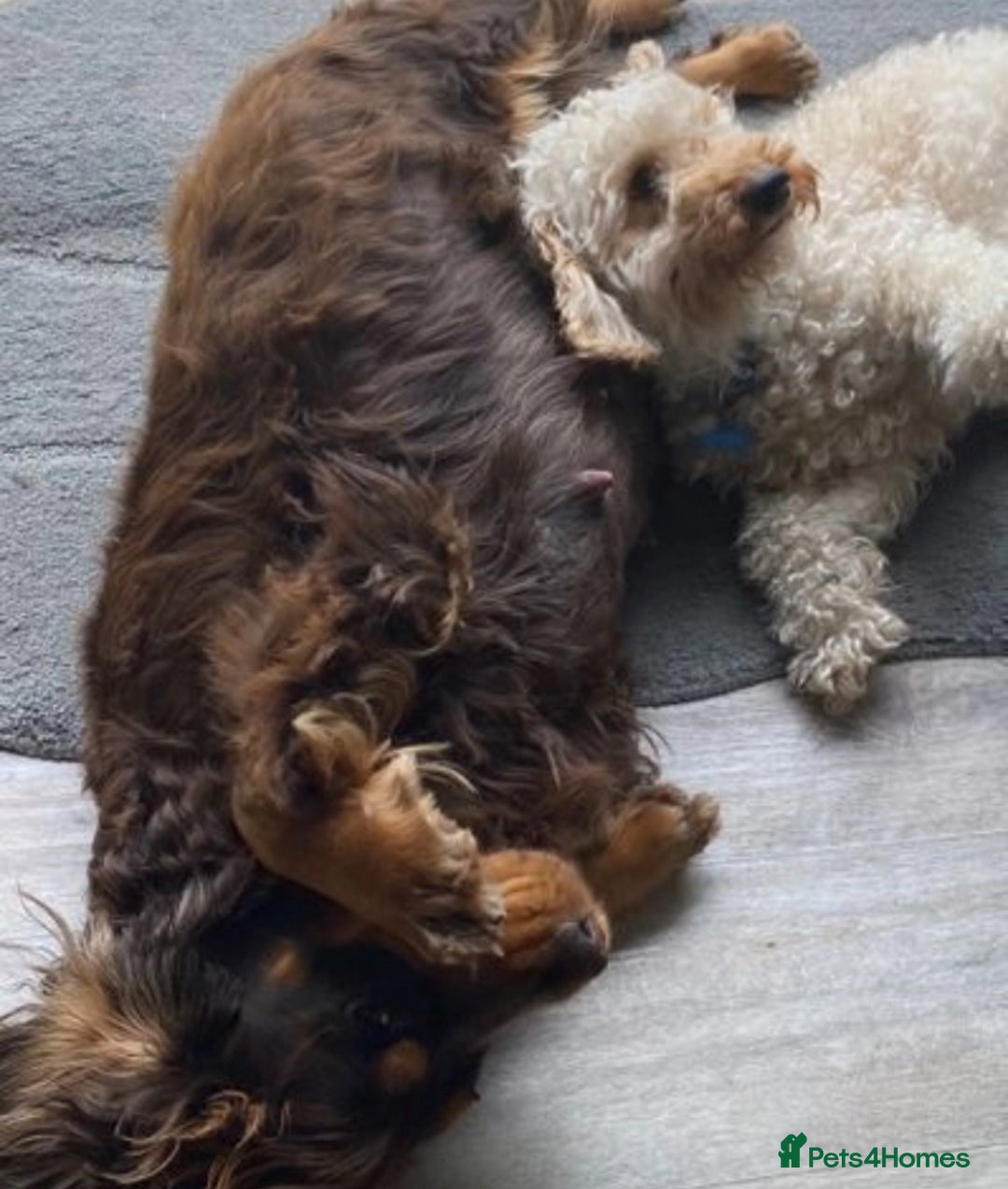 Cockapoo dogs for sale: 8 gorgeous Cockapoos  - Image 22