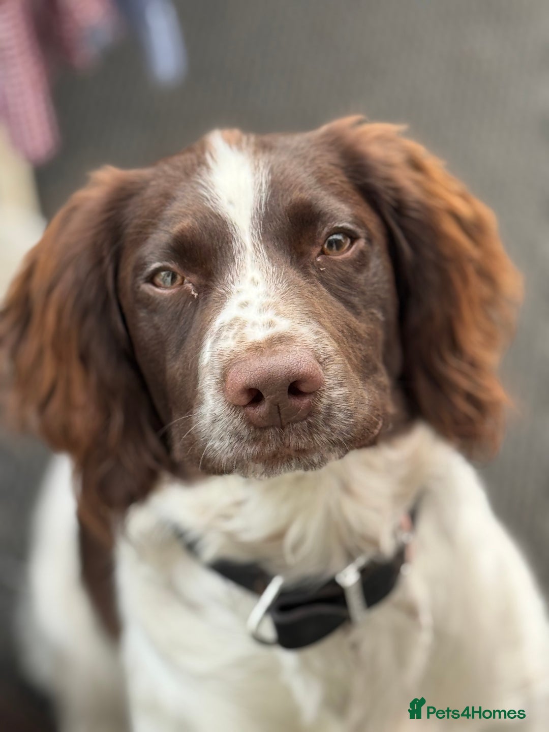 English Springer Spaniel dogs for sale: Sussie  - Advert 5