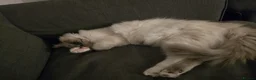 Ragdoll cats for sale: Beautiful Male Ragdoll – Cuddly, Playful in Nuneaton - Advert 5