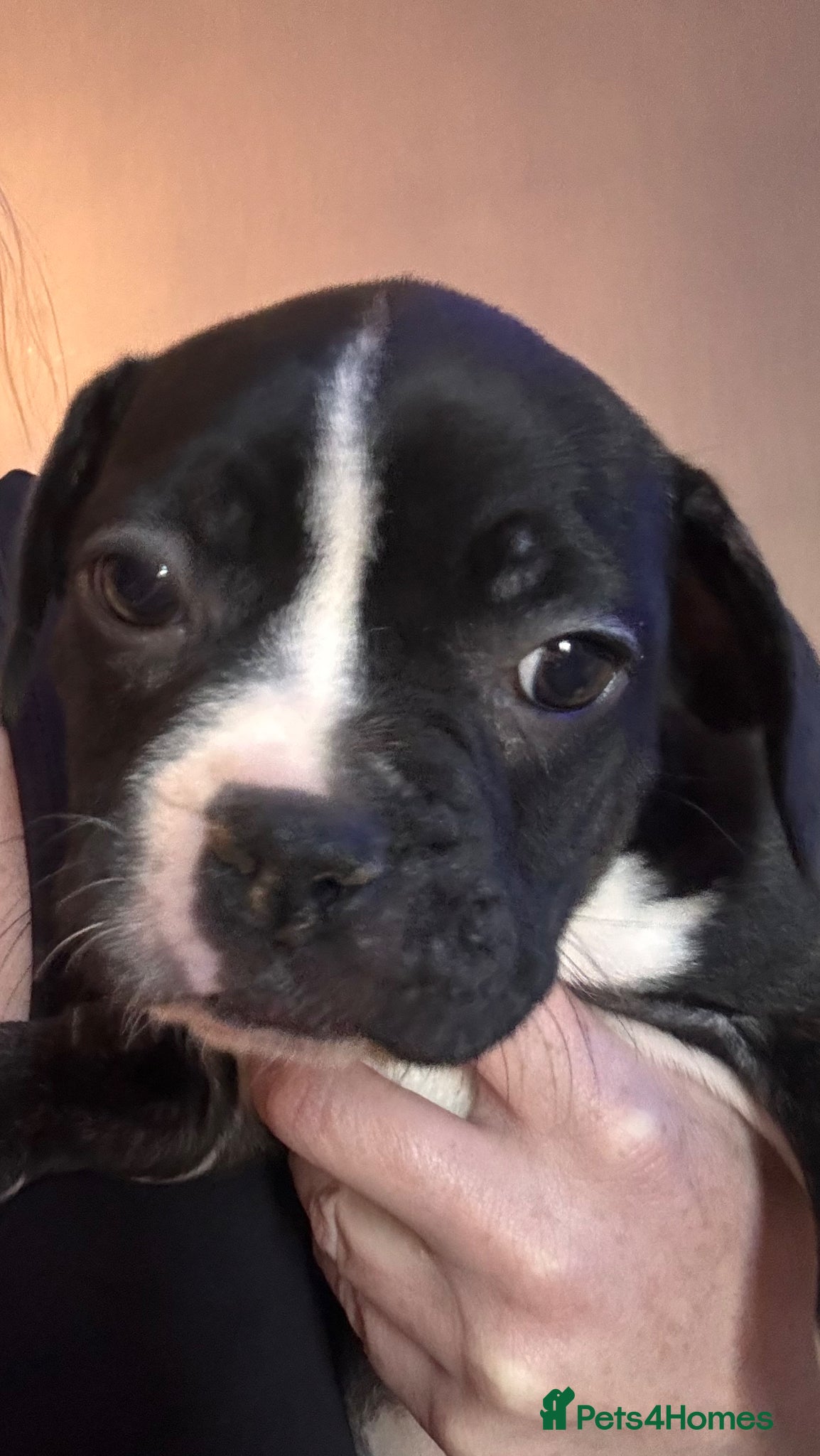 Mixed Breed dogs French bulldog fraffie girl ready to leave now x - Advert 8