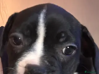 Mixed Breed dogs French bulldog fraffie girl ready to leave now x - Advert 8