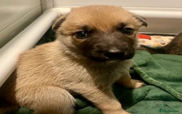 German Shepherd dogs for sale: ADORABLE GERMAN SHEPHERD PUPPIES! 😍 - Image 9