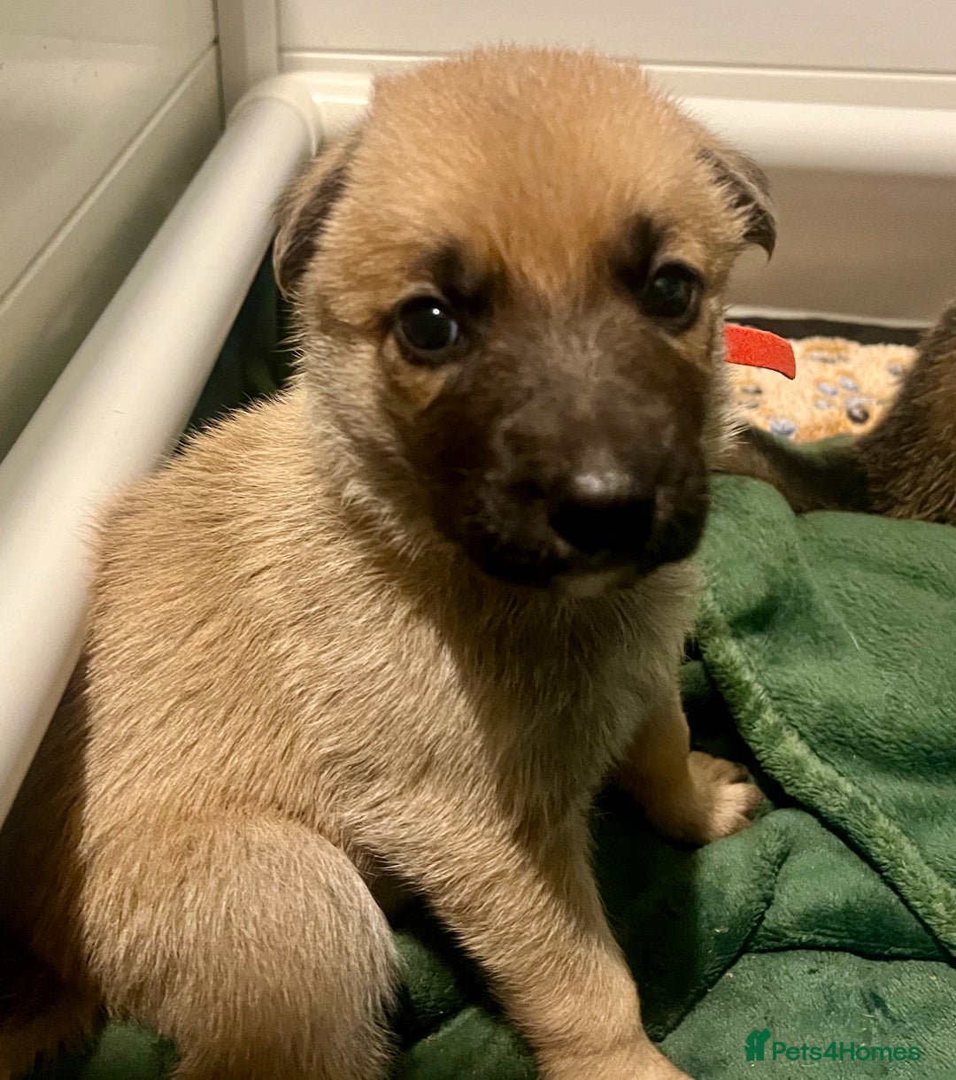 German Shepherd dogs for sale: ADORABLE GERMAN SHEPHERD PUPPIES! 😍 - Image 9