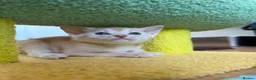 Abyssinian cats for sale: Gorgeous Abyssinian kittens - Advert 15