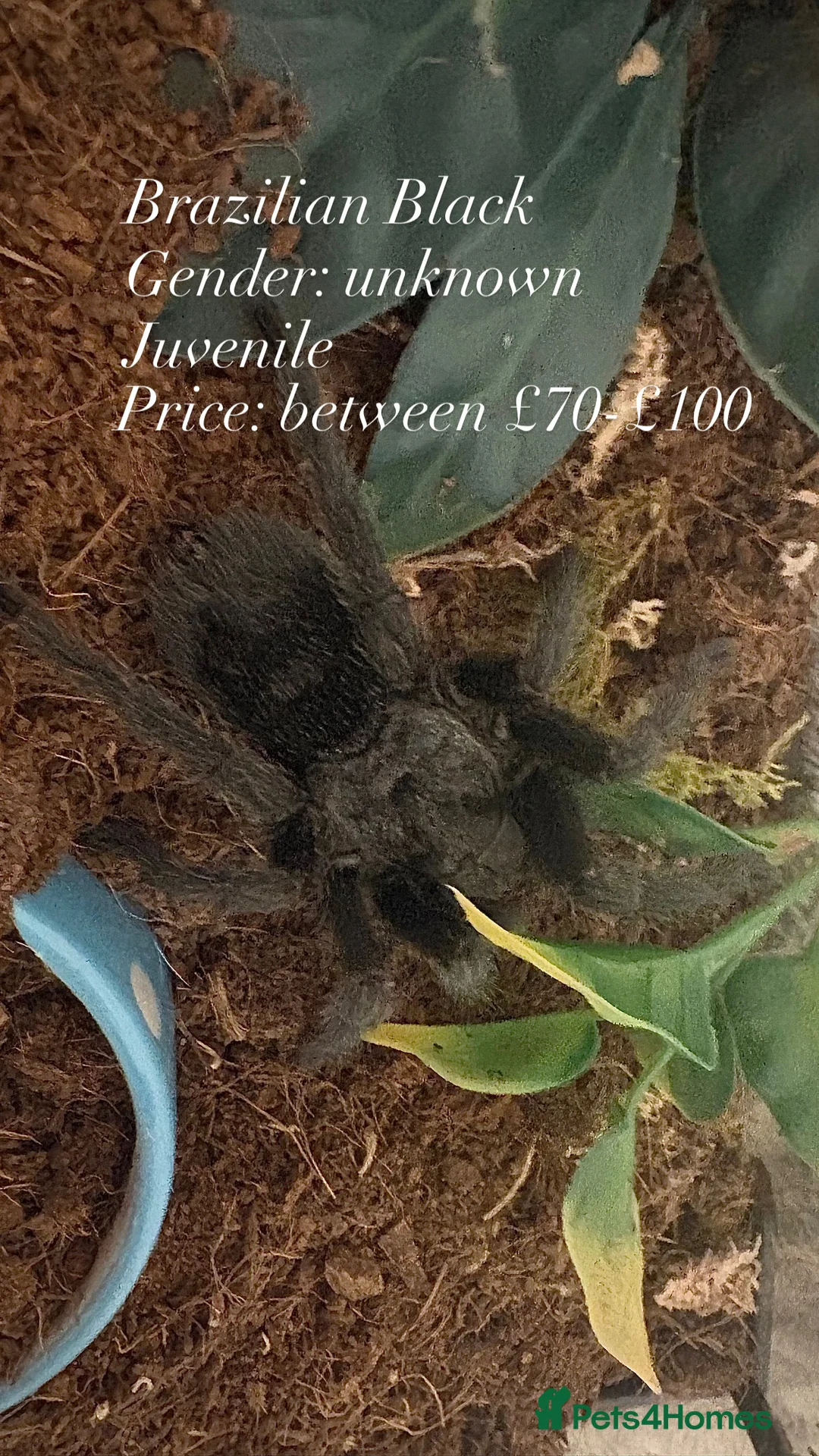 Tarantulas invertebrates for sale: Mixed tarantulas  - Advert 1