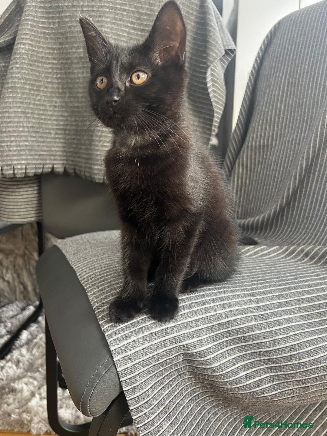 British Shorthair cats for sale: Kitten ready to find new home in Thornton Heath - Image 3