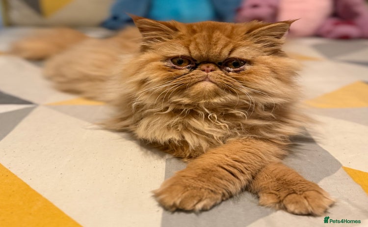 Persian cats 1 year old Persian (Reggie) - Advert 6