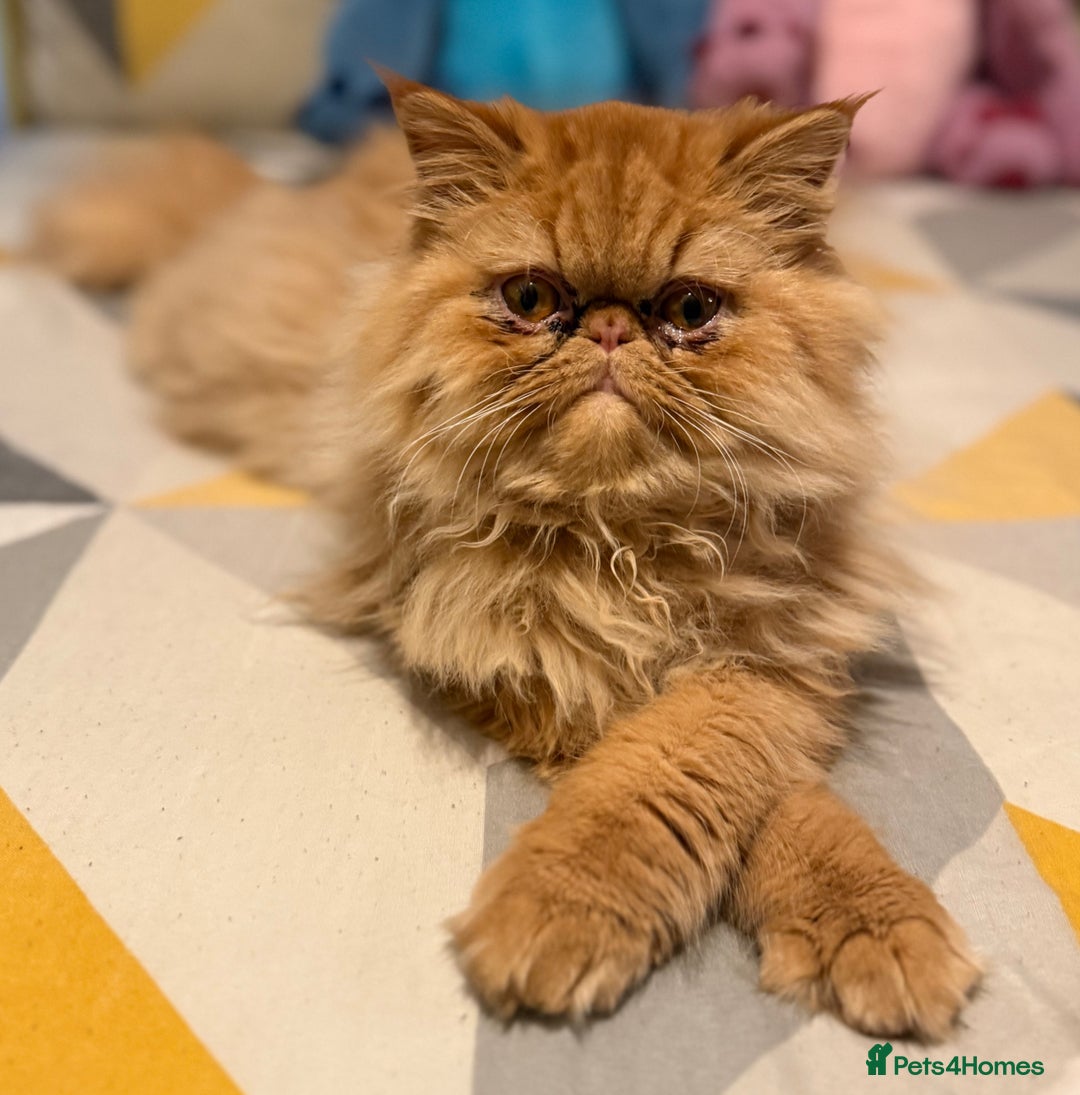 Persian cats for sale: 1 year old Persian (Reggie) - Advert 1