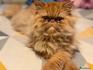 Persian cats 1 year old Persian (Reggie) - Advert 6