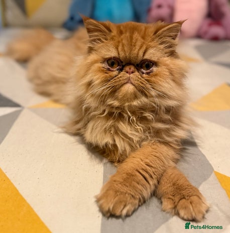 Persian cats 1 year old Persian (Reggie) - Advert 3