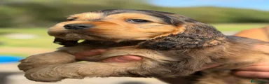 Cocker Spaniel 4