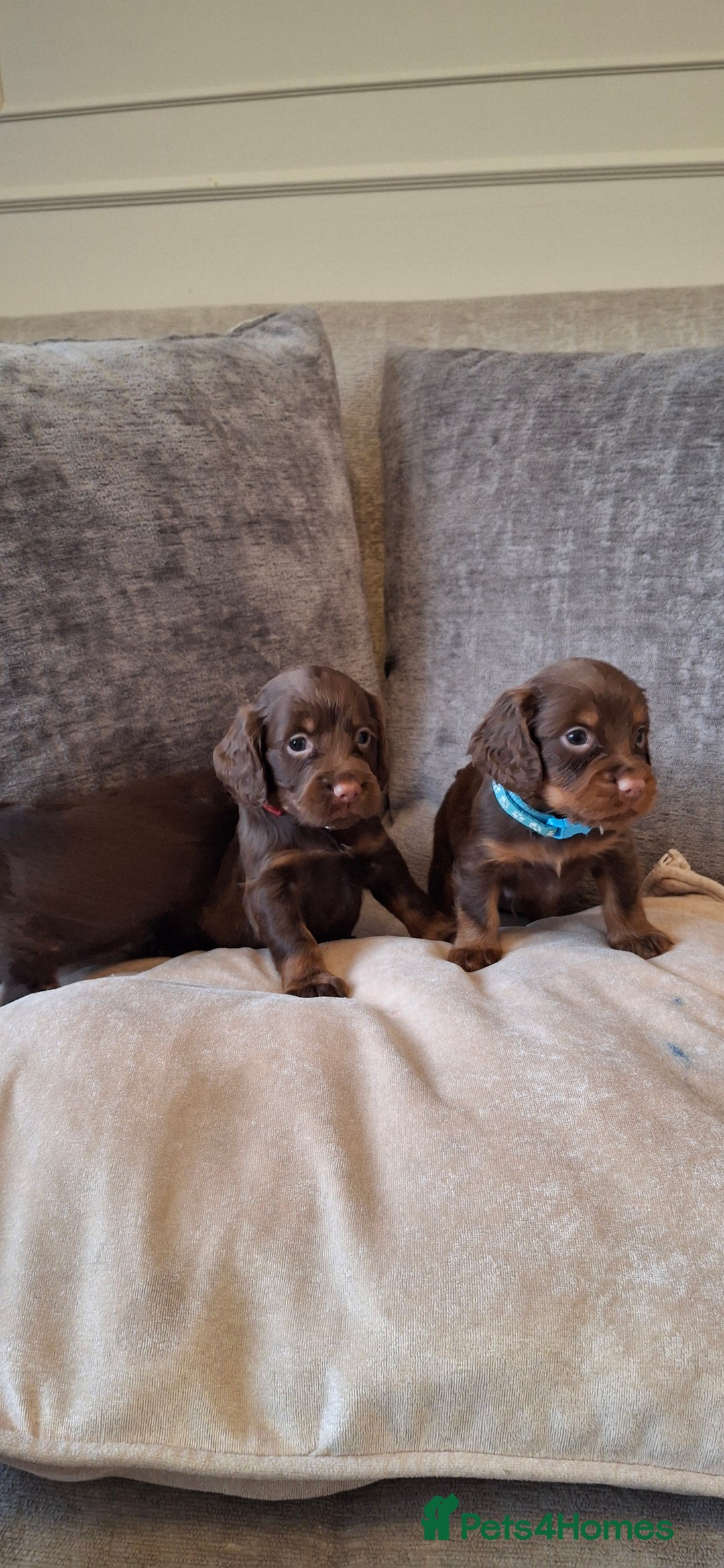 Cocker Spaniel dogs for sale: Kc reg working cocker spaniel puppies  - Advert 6