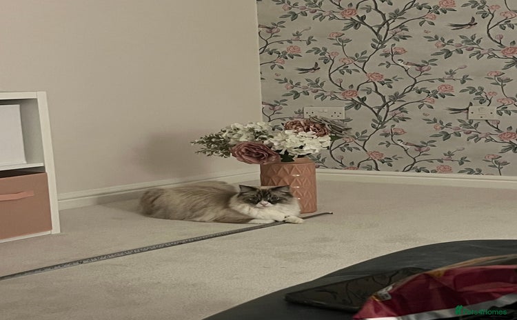 Ragdoll cats - Advert 1