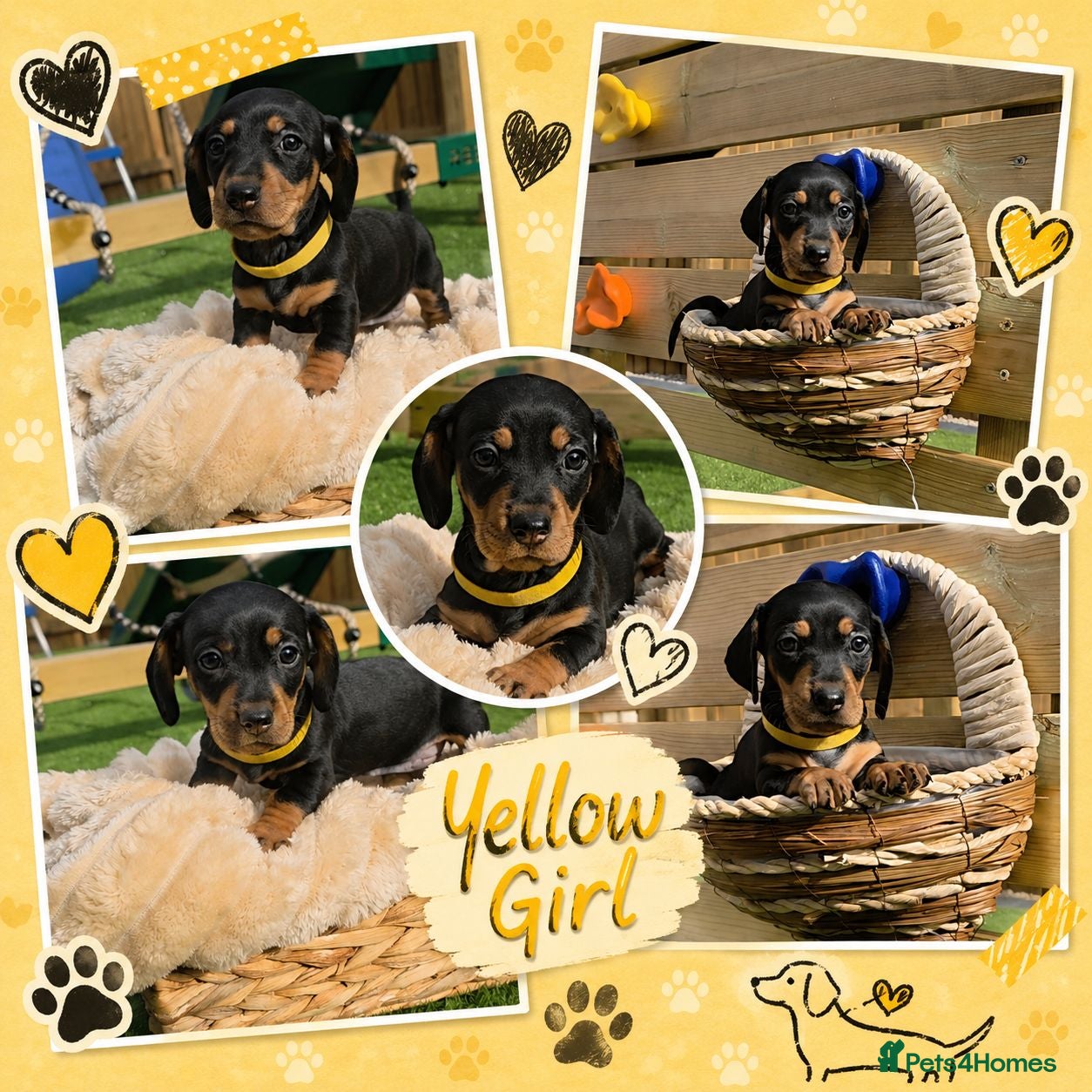 Miniature Dachshund dogs Reduced!! 1 PUP LEFT READY NOW !!!!! 🐶🐾 - Advert 11