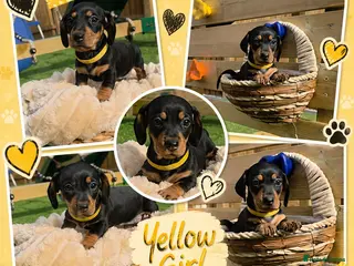 Miniature Dachshund dogs Reduced!! 1 PUP LEFT READY NOW !!!!! 🐶🐾 - Advert 11