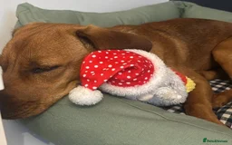 Mixed Breed dogs for adoption: Woody (Mini hound mix) - Advert 14