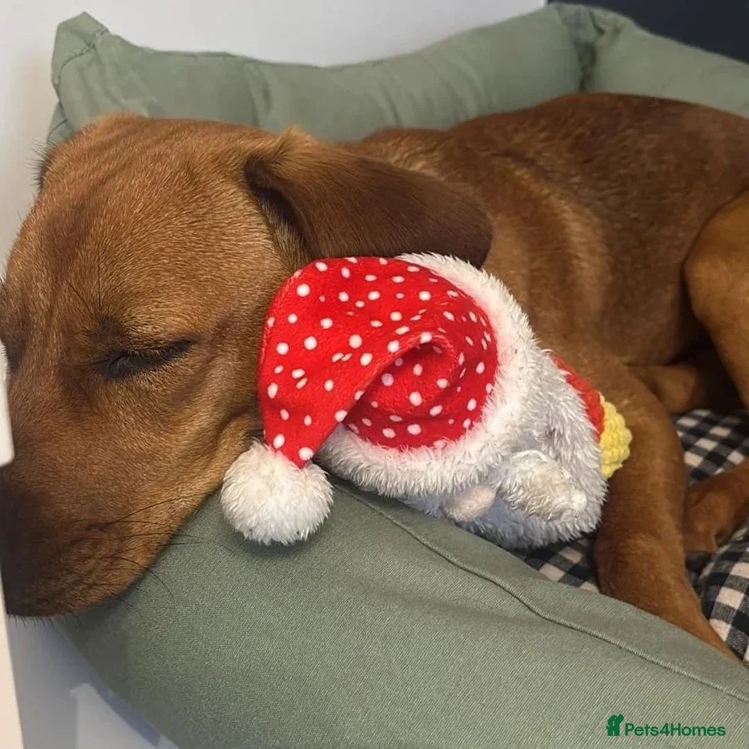 Mixed Breed dogs for adoption: Woody (Mini hound mix) - Advert 14