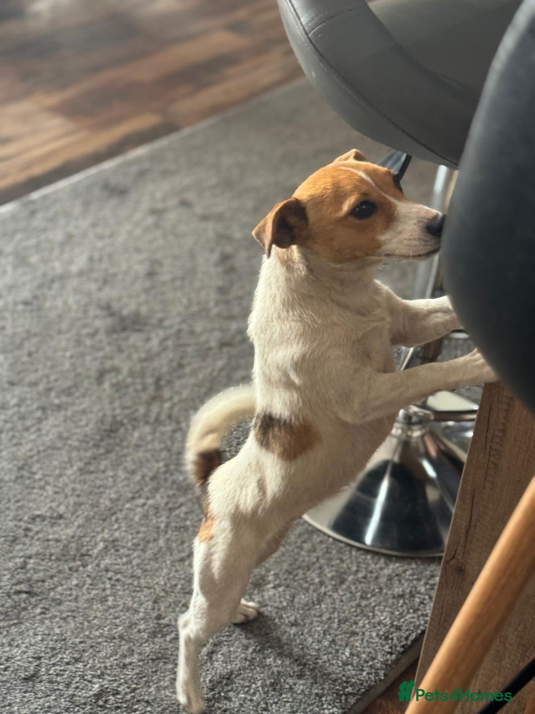 Jack Russell dogs for adoption: Sweet Jenni Looking for Love  - Image 4