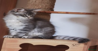 Maine Coon cats - Advert 1