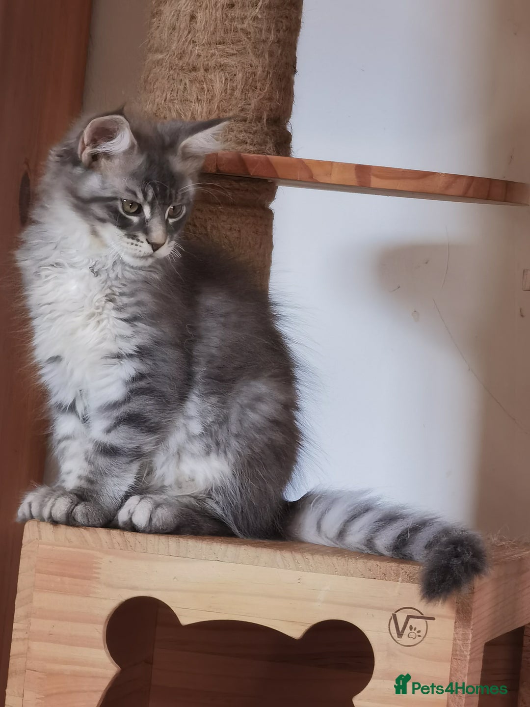 Maine Coon cats for sale: Two beautiful Maine Coon kittens - Image 3