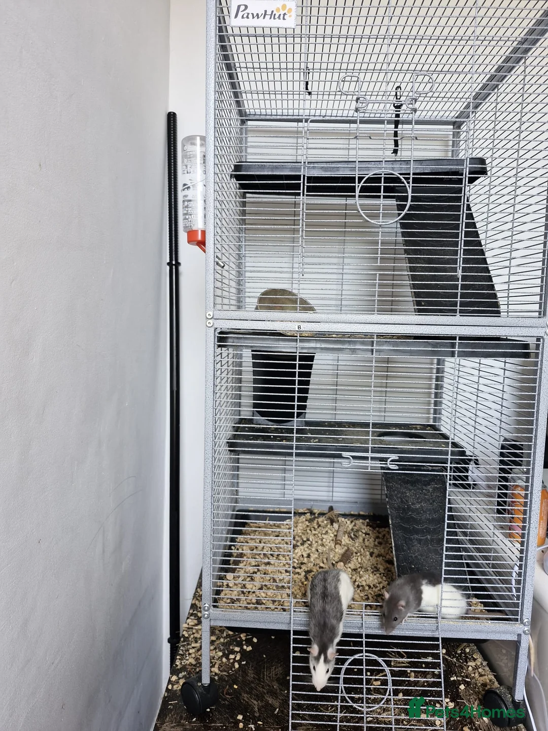 Rat rodents for sale: 2x female rats and cage - Advert 2